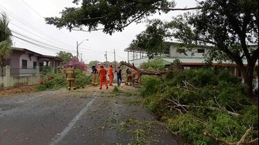 Primeras lluvias en Azuero ocasionan caída de árboles