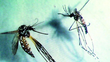 La malaria se propaga por el cambio climático