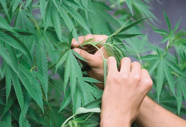 Panamá, un Estado policial para el cannabis medicinal