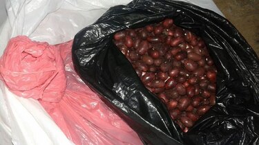 Decomisan 7 mil cápsulas con cocaína envueltas en cáscaras de frijoles