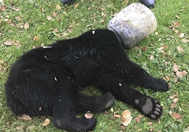 Liberan a osezno con cubeta atorada durante tres días en la cabeza