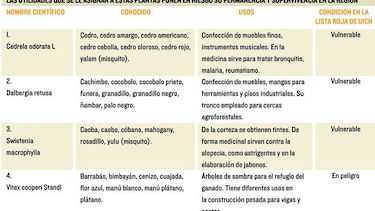 Intentan parar la agonía del bosque