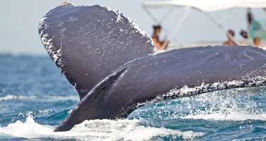 Muere un hombre y otro resulta herido después de que una ballena golpeara y volcara su barco en Australia