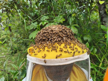 15,529 colmenas generan récord de miel en 2025