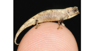 El reptil más pequeño del mundo cabe en la punta del dedo