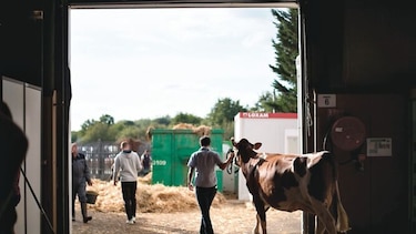 Vacas con baja emisión de carbono para ayudar al planeta