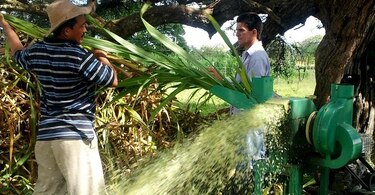 Ganaderos de Azuero se preparan para los meses de escasez de lluvias