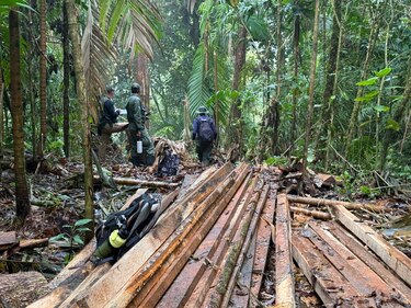Ni el Volcán Barú se salva: detectan tala ilegal en zona protegida