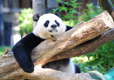 Nace un panda en el zoo de Washington; su madre tiene 22 años