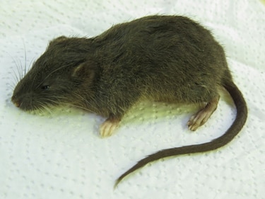 Descubren nueva especie de pequeño roedor en selva de Perú