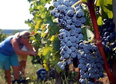 El buen vino se pone a prueba