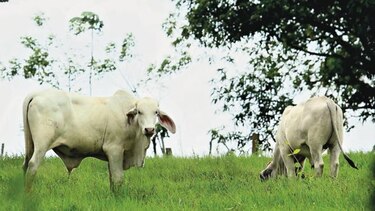 Aumenta sacrificio de ganado en primer bimestre del año