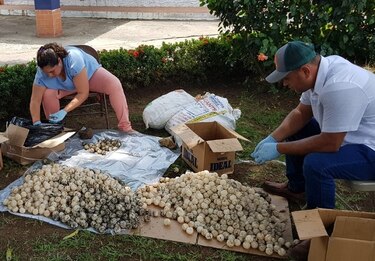 Sancionan a conductor de bus por $7 mil por tráfico de huevos de tortuga en Los Santos