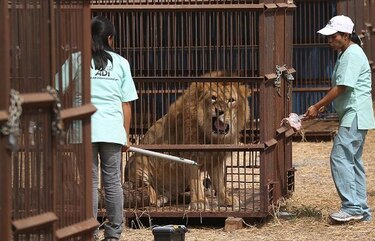 Curan dientes a leones rescatados de circos en Perú