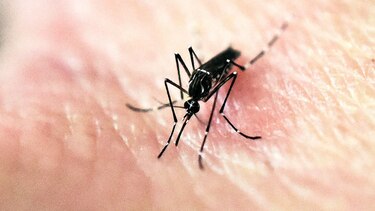 El zika cede terreno en América Latina