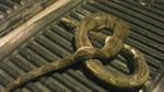 Apagón en Chiriquí por culpa de una serpiente