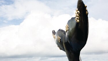 Exhibición sobre ballenas