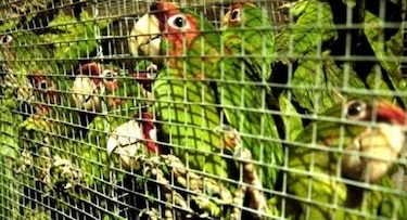 Internet, una amenaza para los animales protegidos