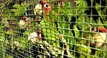 Internet, una amenaza para los animales protegidos