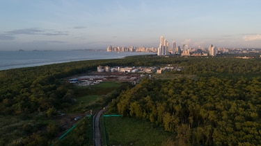 Bahía de Panamá: 200 hectáreas de manglar, en peligro por la expansión de proyectos estatales