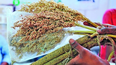 Descifran el genoma del mijo perla, cereal de las tierras áridas