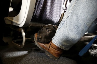 United creará etiquetas para mascotas tras muerte de perro