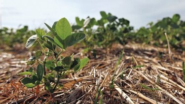 Prolongada sequía obliga a reducir proyecciones sobre la soya en Argentina