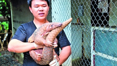 Vietnam protege a los pangolines