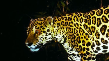 Panamá logra reconocimiento global por segundo año en conservación del jaguar