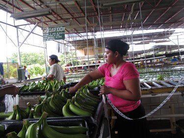 Asamblea revive proyecto para pensionar a extrabajadores bananeros, pero sin base económica