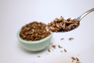 El consumo de insectos como una alternativa nutricional en Panamá