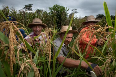 Cámara de comercio pide investigar la asignación de los subsidios y recursos al agro