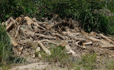 Moradores de Pacora en alerta: temen impacto ecológico por obras en el río