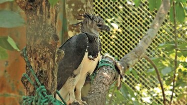Miambiente reitera: hasta cuatro años de cárcel o multa a quien atente contra el águila harpía