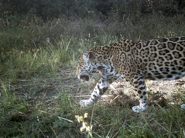 Descubren en México colonia de jaguares en peligro de extinción