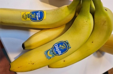 Chiquita inicia operaciones en Bocas del Toro a través de un contratista
