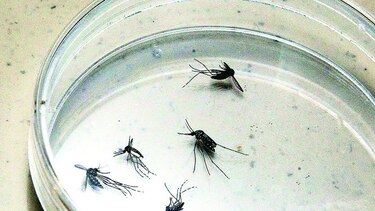 La lucha para combatir el dengue y otros virus