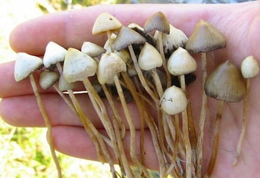 Un componente de los hongos mágicos beneficia la actitud de pacientes de cáncer