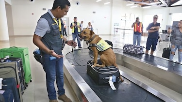 A la caza de plagas y virus en aeropuertos