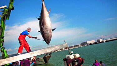 Discuten cuotas límite de pesca