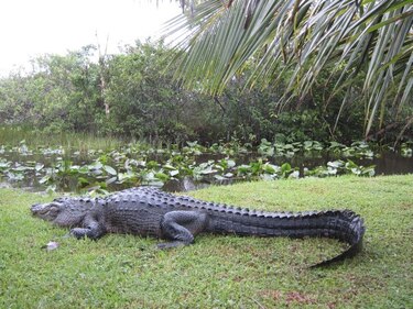¿Es posible restaurar los Everglades?
