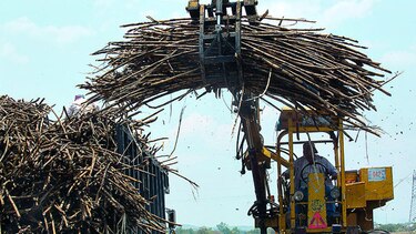 Ingenios mexicanos no están preparados