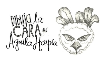 Hoy se conmemora el Día Nacional del Águila Harpía