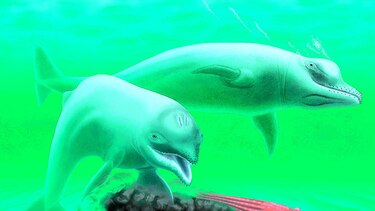 Aparece antigua especie de delfín