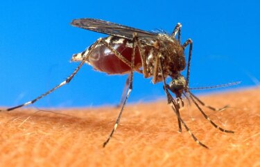 Costa Rica en alerta por posible entrada de virus chikungunya