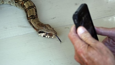 Científicos descubren el secreto del método que usa la boa constrictor para matar