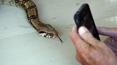 Científicos descubren el secreto del método que usa la boa constrictor para matar