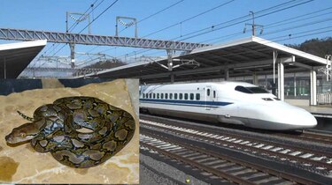 Hallan culebra pitón en tren bala de Japón