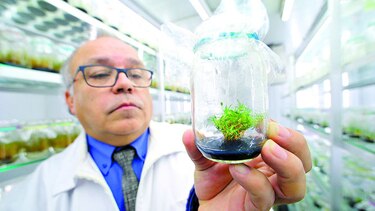 Potencial de plantas antárticas contra el sol