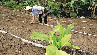 Impulsan el desarrollo de agricultura familiar
